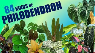 84 SPECIES OF PHILODENDRON  HERB STORIES [upl. by Bolling]