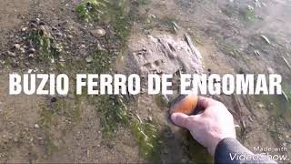 Búzio ferro de engomar na ria Formosa [upl. by Kat]