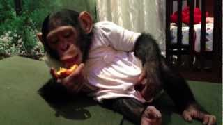 Honey the Chimpanzee eating fruit  الشمبانزي هني تاكل فروت [upl. by Newcomer]