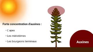 Capsule 6  Les phytohormones [upl. by Asirralc]