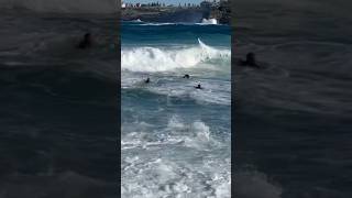 3 DUDES USE MASSIVE RIP TO BODYSURF HUGE BONDI shorts [upl. by Cudlip]