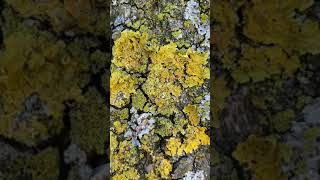 Candelaria concolor Xanthoria parietina [upl. by Alenson]