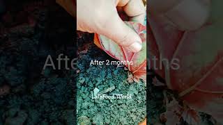 begonia leaf propagationLals Food World short [upl. by Anileva]