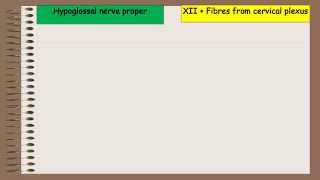 Branches amp Distribution Of Hypoglossal Nerve [upl. by Gloriane]