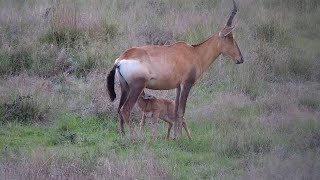 Baby Red Hartebeest Calf  Ranger Insights [upl. by Nesbitt]