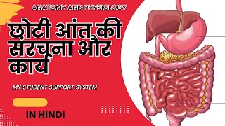 छोटी आंत की संरचना और कार्य  SMALL INTESTINE duodenum jejunum ilium anatomy and physiology of GIT [upl. by Aimac675]