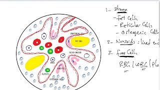 Bone Marrow  IBL Module  Systemic Histology [upl. by Ordnael239]