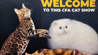 🇺🇸 4K WELCOME TO THIS CAT SHOW  Part 1 [upl. by Gnaw]