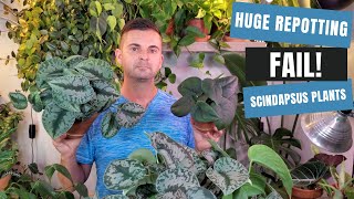 scindapsus plant care  huge repotting failure jade satin exotica and treubii [upl. by Pomfrey]