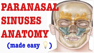 PARANASAL SINUSES ANATOMY MADE EASY RESPIRATORY SYSTEM DampN Medical Series [upl. by Hoover]