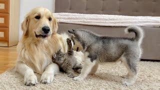 Golden Retriever and Husky Puppy React to Fluffy Kitten for the First Time [upl. by Joelie]