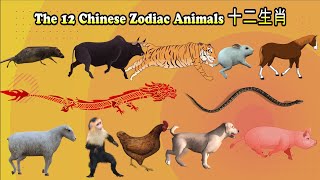 12 Chinese Zodiac Animals十二生肖 [upl. by Aibun]