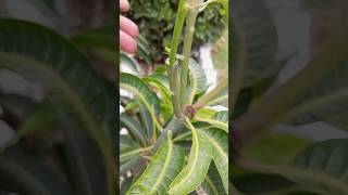 Grafting Anwar Ratol in Sensation mango rootstock youtube ytshort suggestedshort viralshort [upl. by Persse]