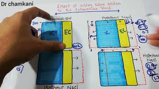 Renal system 17  Effect of adding saline solution to extracellular fluid  Body fluid compartments [upl. by Lehcir]