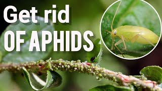 Foolproof aphid control and prevention  Fast and Easy [upl. by Eigger]