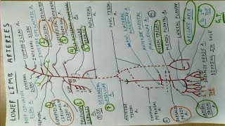 Lower Limb Arteries  Part 3  Femoral Popliteal Tibial Artery [upl. by Moynahan526]