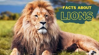 Lion Facts for Kids  Interesting Educational Video about Lions for Children  Fun Facts [upl. by Kelcey456]