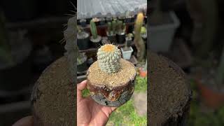 Perfección de Copiapoa columna alba 🤩 [upl. by Hortensia636]