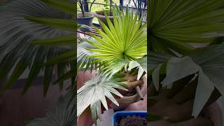 Fan Palm Chinese Palm Indoor plant Fertilizer shorts shortvideo gardening indoorplants [upl. by Azrim262]