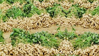 Peanut Agriculture Process Peanut Harvesting peanut cultivation processing How to farming peanut [upl. by Henriha]