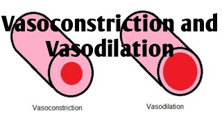 Vasoconstriction and Vasodilation Difference [upl. by Ylen231]