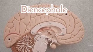 Neuro anatomie 🧠 DIENCEPHALE [upl. by Cassey912]