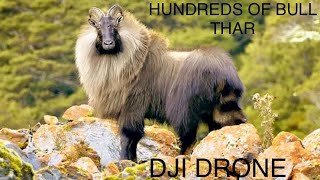 Bull Tahr New Zealand DJI Drone Footage [upl. by Anayt]