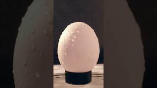 Putting an egg in the microwave [upl. by Lamson]