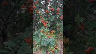 pihlajanmarja bearingfruit tree berries sorbus shorts garden fypシ゚viral [upl. by Wiatt573]