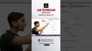 Haemoglobin breakdown  lab techninian classes Dmlt  drt dott haemoglobin breakdown [upl. by Nagaer]