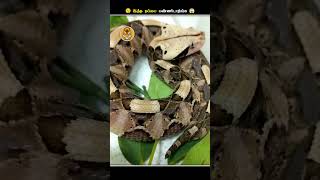 தப்பித்தவறிகூட இந்த Cute ஆன பாம்பு கிட்ட போய்டாதிங்க  Gaboon Viper  Animal Voiceover Tamil [upl. by Natalina548]