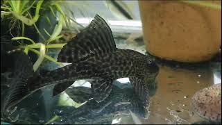 Pleco Fish Plecotomus🦈😃aquarium fish pleco [upl. by Adnak592]