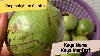 Nikmatnya Makan Buah KenituSawo ManilaSawo DurenApel BanjarSawo Hijau di Sore Hari [upl. by Ahsya]