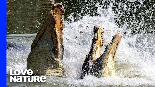 Crocodiles Fight To Death Over Carcass [upl. by Earvin78]