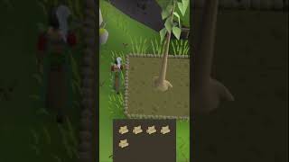 Fastest Woodcutting XP in OSRS 🌳🪓 [upl. by Willmert]