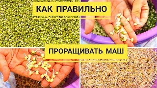 Как легко и просто прорастить маш дома Как Мама научила растить маш бобы мунг [upl. by Llabmik]