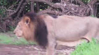 Lion Family at Sasan Gir [upl. by Remmus519]