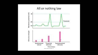 513 Neuronal Communication c PART 3 All or nothing law and saltatory conduction [upl. by Roon996]