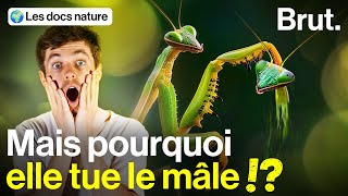 Le fascinant cannibalisme sexuel des mantes [upl. by Mirth542]