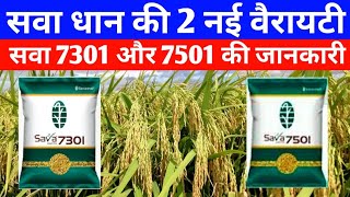 सवा 7501 और सवा 7301 धान की नई वैरायटी की सम्पूर्ण जानकारीSava 7501 dhan aur Sava 7301 dhan [upl. by Lener]