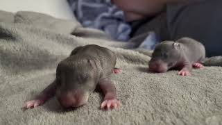 Baby Gambian Pouched Rat Learning to Walk [upl. by Trenton]