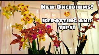 New Oncidium Intergenerics Repotting New Oncidiums and Tips [upl. by Tnecniv716]