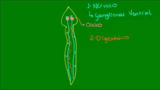 Classe Turbellaria dos Platelmintos  Zoologia  Biologia [upl. by Corliss]