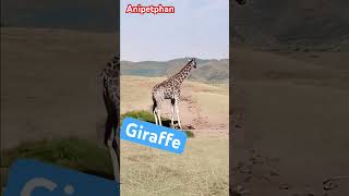 Giraffe fights lions short lions lionvsgiraffe wildlifefight [upl. by Ennaeerb]