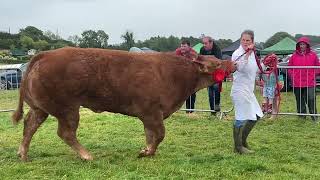 Noleen Curran with her Limousincross heifer [upl. by Rizzo]