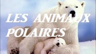 Animaux polaires  pour enfants [upl. by Coben]