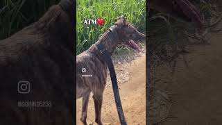 greyhoundlove greyhoundlovers greyhounddog video greyhound doglover shonki [upl. by Ococ]