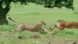 Cheetah chasing Impala [upl. by Ennaegroeg439]