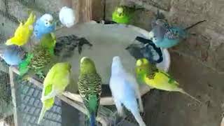 Relajante Canto de Periquitos Australianos 🦜 cantoperiquitos [upl. by Nealah552]