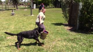 ARC Beaucerons  Luke working in protection [upl. by Nnalatsyrc]